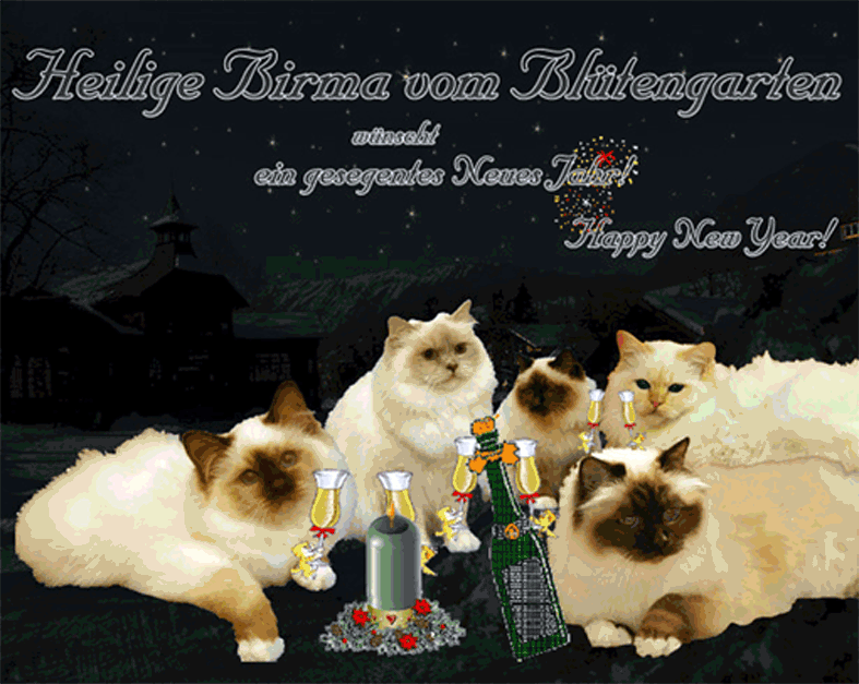 Heilige Birma