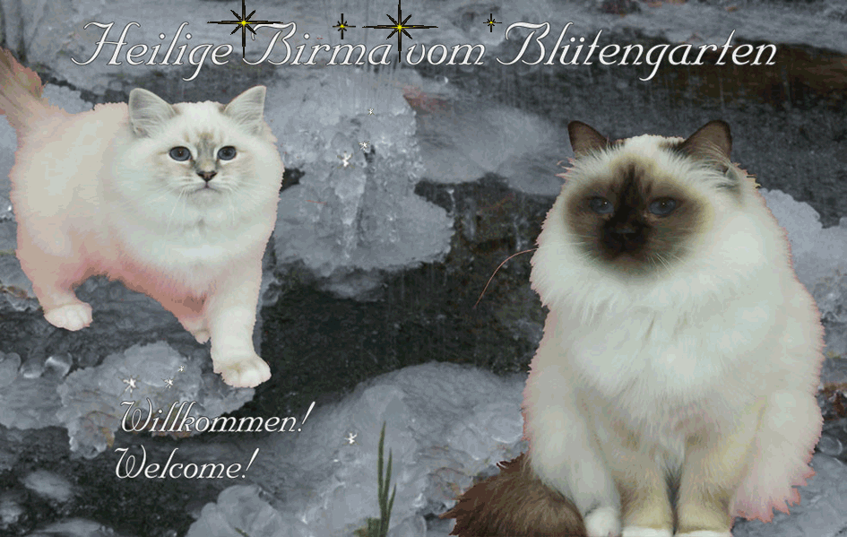 Heilige Birma