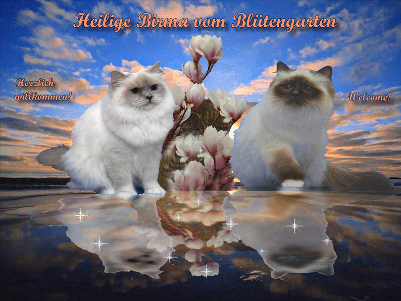 Heilige Birma